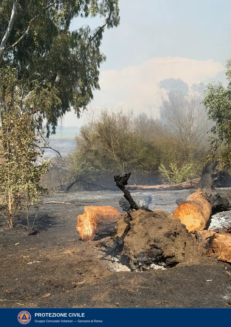 Pomezia, 6 agosto: tronchi tagliati accanto a una ceppaia carbonizzata e al terreno percorso dal fuoco.